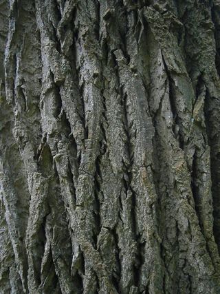 日志，树，木材，灰色，结构，粮食，自然