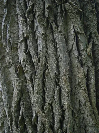 日志，树，木材，灰色，结构，粮食，自然