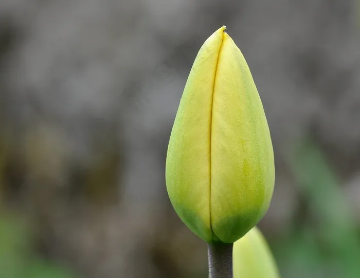 花，郁金香，关闭，关闭花，植物