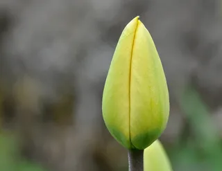 花，郁金香，关闭，关闭花，植物