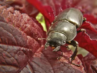 甲虫，昆虫，黑色，宏，Tip，线圈