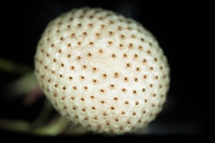 蒲公英，种子，褪色，开花，盛开，宏