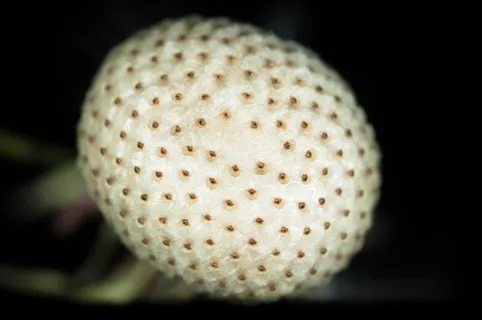 蒲公英，种子，褪色，开花，盛开，宏