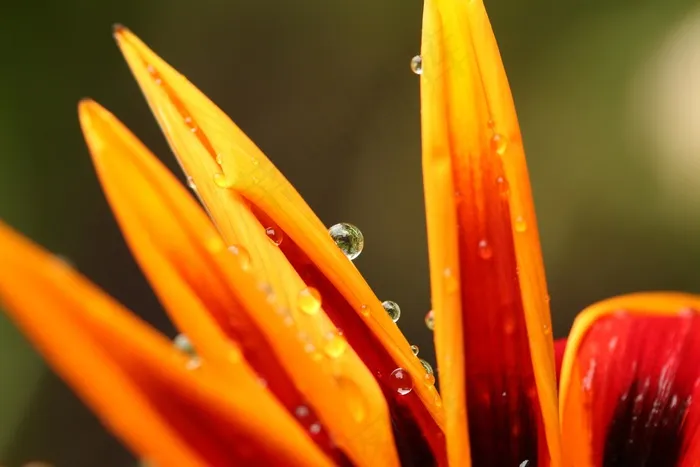花瓣，花卉，宏，湿，水滴，水，露水，新鲜