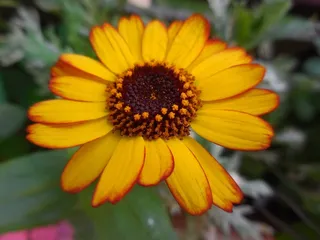 太阳帽，花，开花，黄色，强，关闭