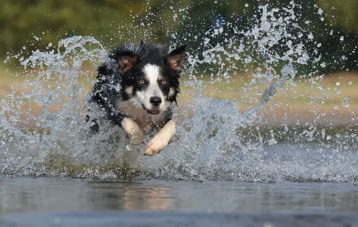 边境牧羊犬，跳，水，英国牧羊犬，夏天