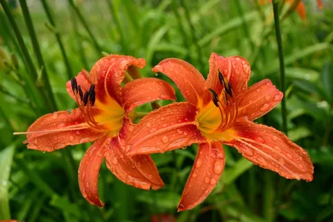 花，橙色，雨，开花，花的，夏天