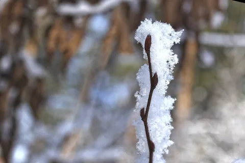 雪,树,木材,户外,森林,白色,蓝色,冬季 雪,树,木材,户外,森林,白色,蓝色,冬季