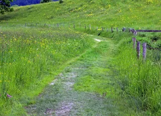 离，车道，草地，牧场，绿色，自然，草