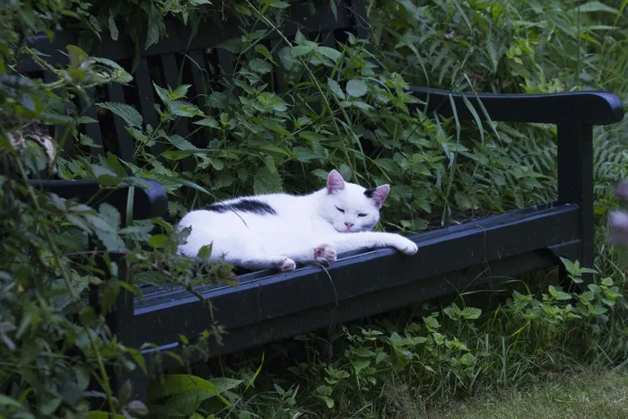 猫，Katze，动物，宠物