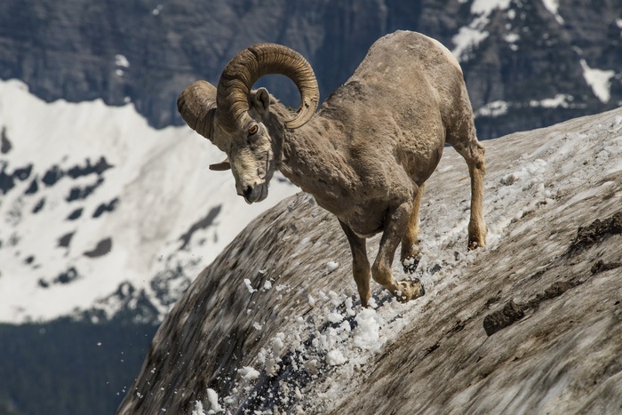 长角牛，Ram，野生动物，自然，山，雪，角