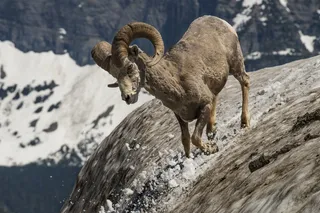 长角牛，Ram，野生动物，自然，山，雪，角