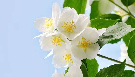 Philadelphus布什,白色,春天 Philadelphus布什,白色,春天