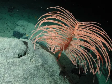 羽毛珊瑚,海洋生物,海洋,海洋,水,水下 羽毛珊瑚,海洋生物,海洋,海洋,水,水下