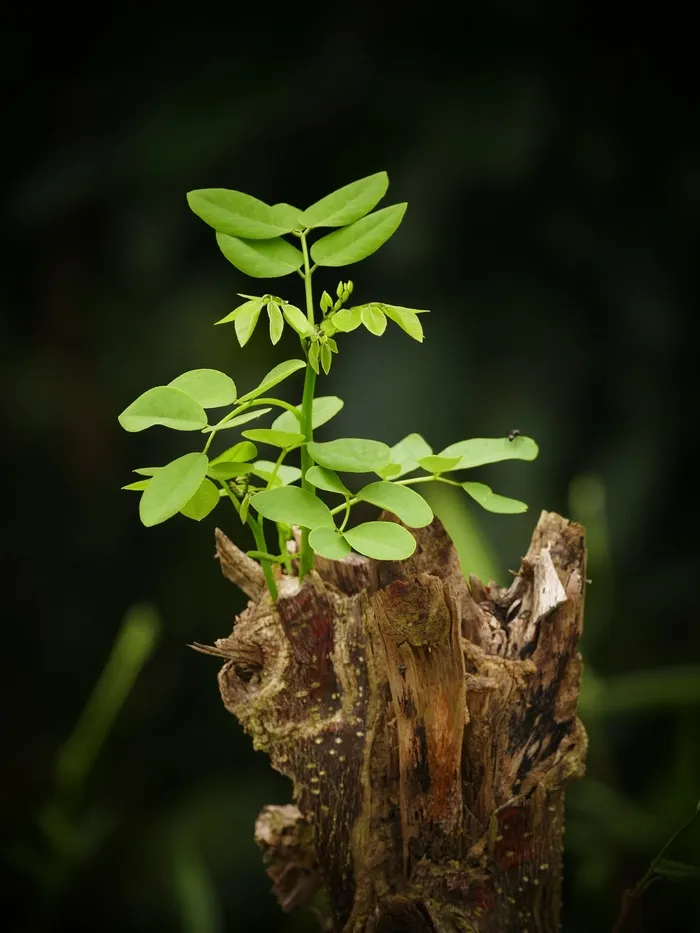 新芽，云杉，新鲜，植物，年轻，绿色，树