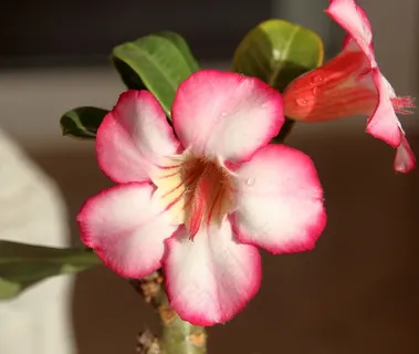夹竹桃,沙漠玫瑰,花瓣,白色,罗莎,东部 夹竹桃,沙漠玫瑰,花瓣,白色,罗莎,东部