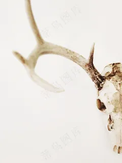 鹿角,吸顶灯,吊坠,耳环,牛头骨,动物的头骨和角 鹿角,吸顶灯,吊坠,耳环,牛头骨,动物的头骨和角