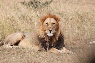 狮子，非洲，动物，塞伦盖蒂，野生动物园，自然