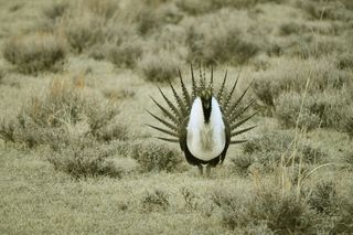 大智者松鸡，鸟类，野生动物，自然，草原