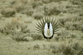 大智者松鸡，鸟类，野生动物，自然，草原