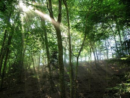 阳光，森林，树木，心情，背光，太阳，自然