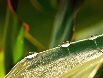 滴,水滴,罗莎,晨露 滴,水滴,罗莎,晨露
