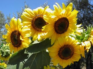 向日葵，太阳，自然，黄色，夏天，花的，阳光明媚