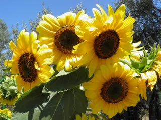 向日葵，太阳，自然，黄色，夏天，花的，阳光明媚