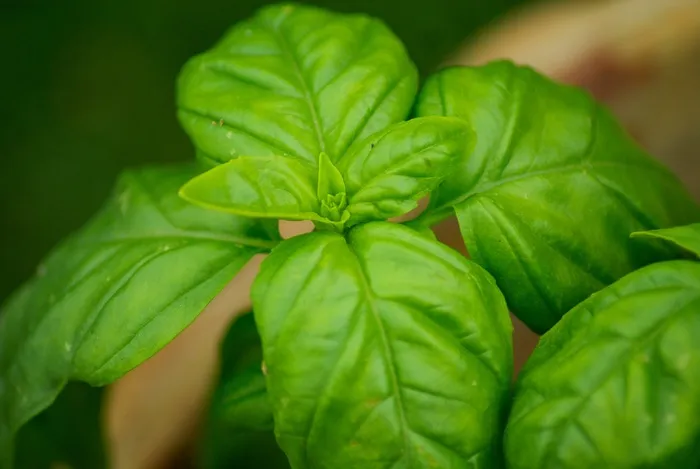 叶，罗勒，芳香植物