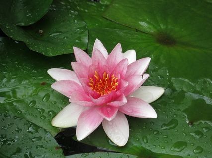 米尔茨，湖泊，自然，自然保护，水