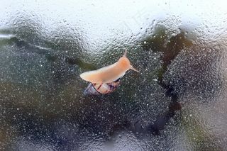 蜗牛，昆虫，动物，可爱