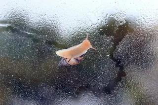 蜗牛，昆虫，动物，可爱