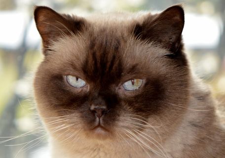 猫，Mieze，英国短毛猫，亲爱的，蓝眼睛