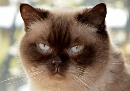 猫，Mieze，英国短毛猫，亲爱的，蓝眼睛