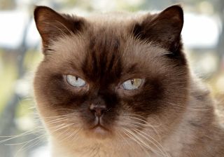 猫，Mieze，英国短毛猫，亲爱的，蓝眼睛