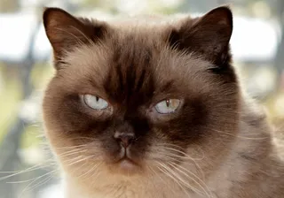 猫，Mieze，英国短毛猫，亲爱的，蓝眼睛