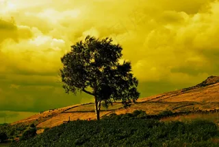 树木，晚上，金，黄色，天空，寂寞，隔离