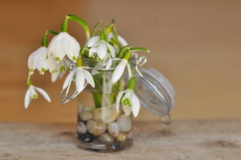 山谷的百合花，雪花莲，装饰玻璃，玻璃
