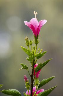 花，粉红色，植物，自然，开花，花园