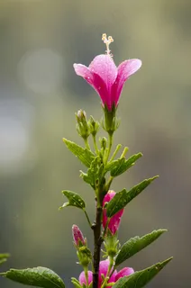 花，粉红色，植物，自然，开花，花园
