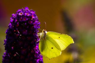 Gonepteryx Rhamni，蝴蝶，开花，盛开，昆虫