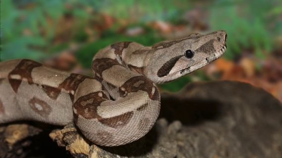 帝王蛇，蟒蛇，蛇，蟒蛇帝王