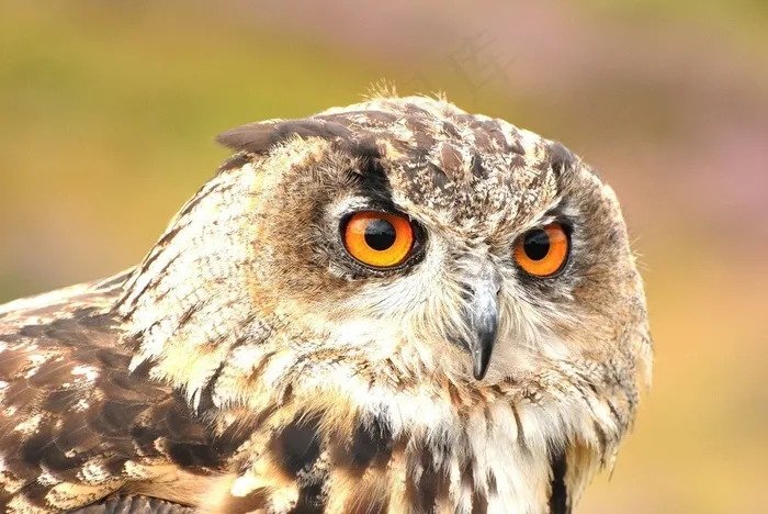 鸟类,鸟类,雕鸮,短耳鸮,鹰猫头鹰通过Flickpicpete