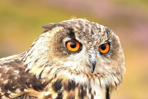 鸟类,鸟类,雕鸮,短耳鸮,鹰猫头鹰通过Flickpicpete