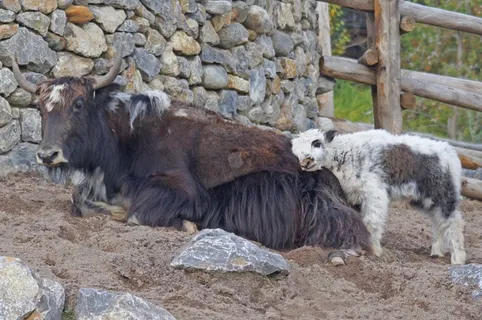 k牛，蒙古，牛肉，喜马拉雅山，幼兽