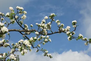 苹果树，开花，枝杈，春天，天空，蓝色，白