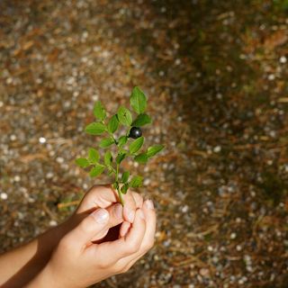 手，伸出手，显示，嫩枝，蓝莓