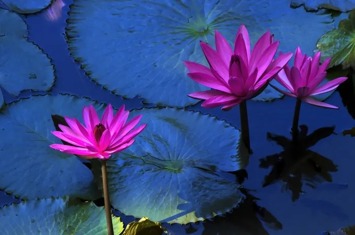 莲花，睡莲，植物，水生，花的