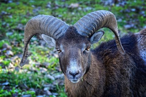 头，Mouflon，Ovis Orientalis Musimon，角，角