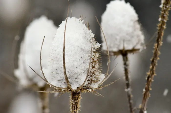 蓟，s，刺，野花，锋利，雪，冰